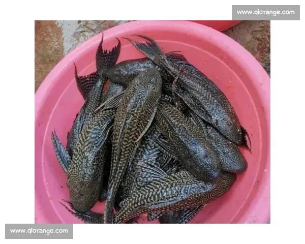 大爷钓起金黄大鱼,围观者哇声一片:这鱼值两万? 大爷钓起金黄大鱼,围观者哇声一片:这鱼值两万?